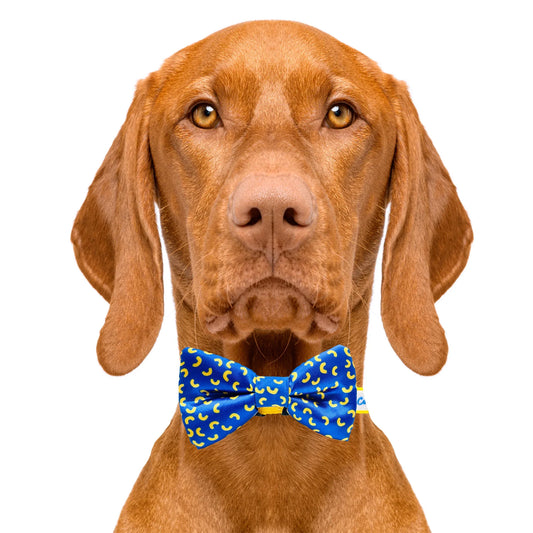 Mac and Cheese Blue Dog Bow Tie