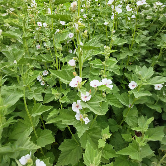 Marshmallow (Althaea officinalis)