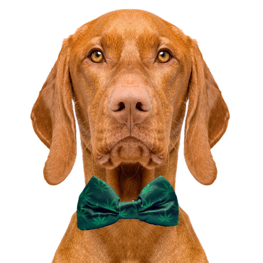 Mary Jane Marijuana Dog Bow Tie