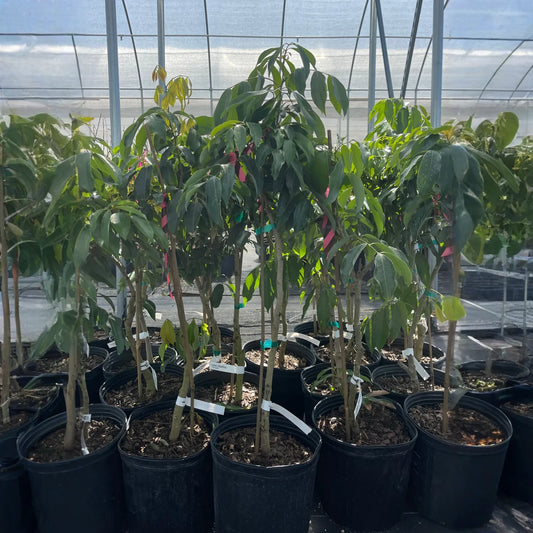 Lychee 'Mauritius' (Litchi chinensis)