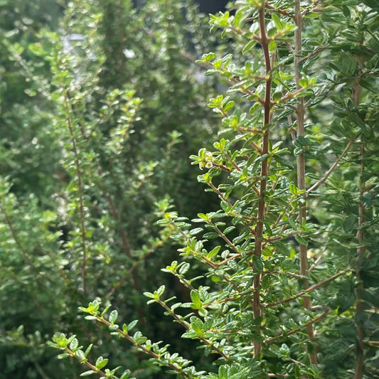 Moujean Tea, Bahama Berry (Nashia inaguensis)