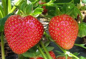 Strawberry, June-bearing 'Flavorfest' (1 root cutting, 25 min. order)