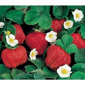 Strawberry, Ever-bearing, 'Ozark Beauty' (1 root cutting, 25 min. order)