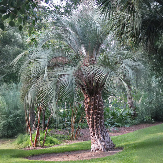Jelly Palm (Butia capitata)