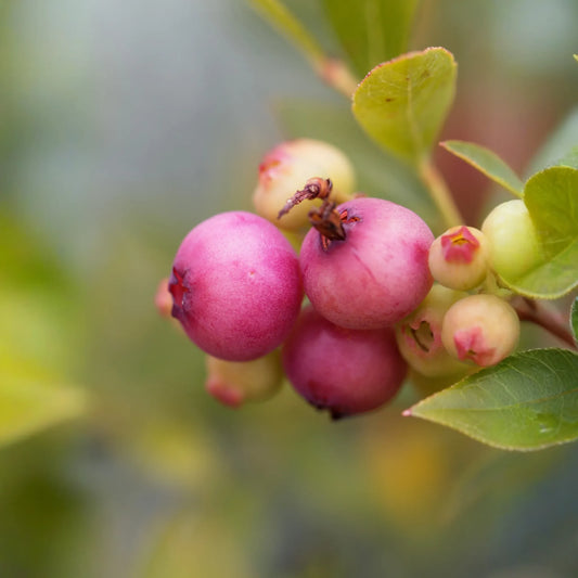 Blueberry 'Pink Lemonade' (Vaccinium corymbosum 'Pink Lemonade')
