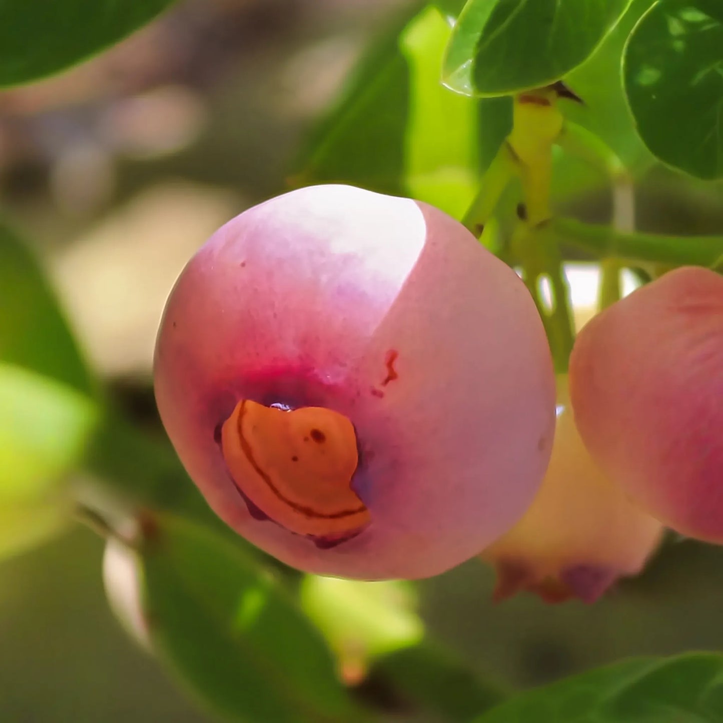 Blueberry 'Pink Lemonade' (Vaccinium corymbosum 'Pink Lemonade')