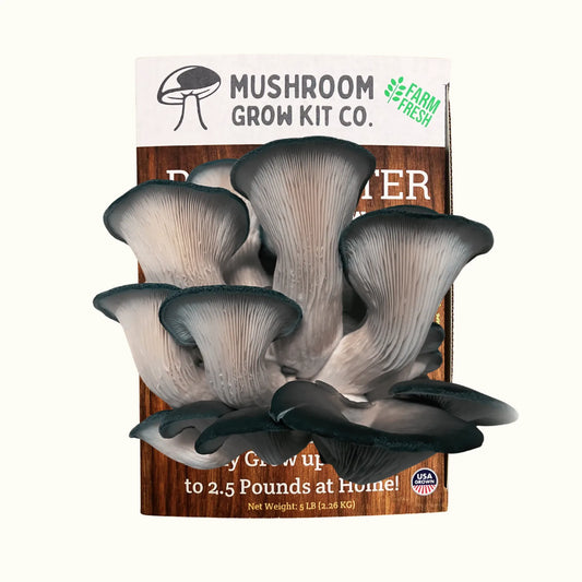 Premium Blue Oyster Mushroom Growing Kit - 5 LBS