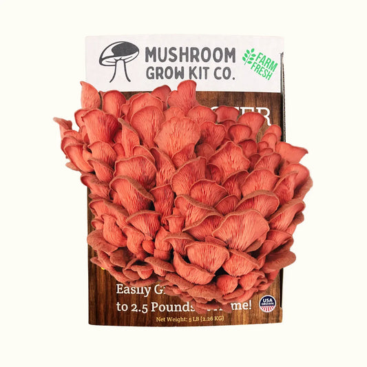 Premium Pink Oyster Mushroom Growing Kit - 5 LBS