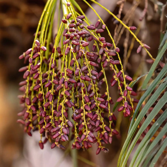 Pygmy Date Palm (Phoenix roebelenii)
