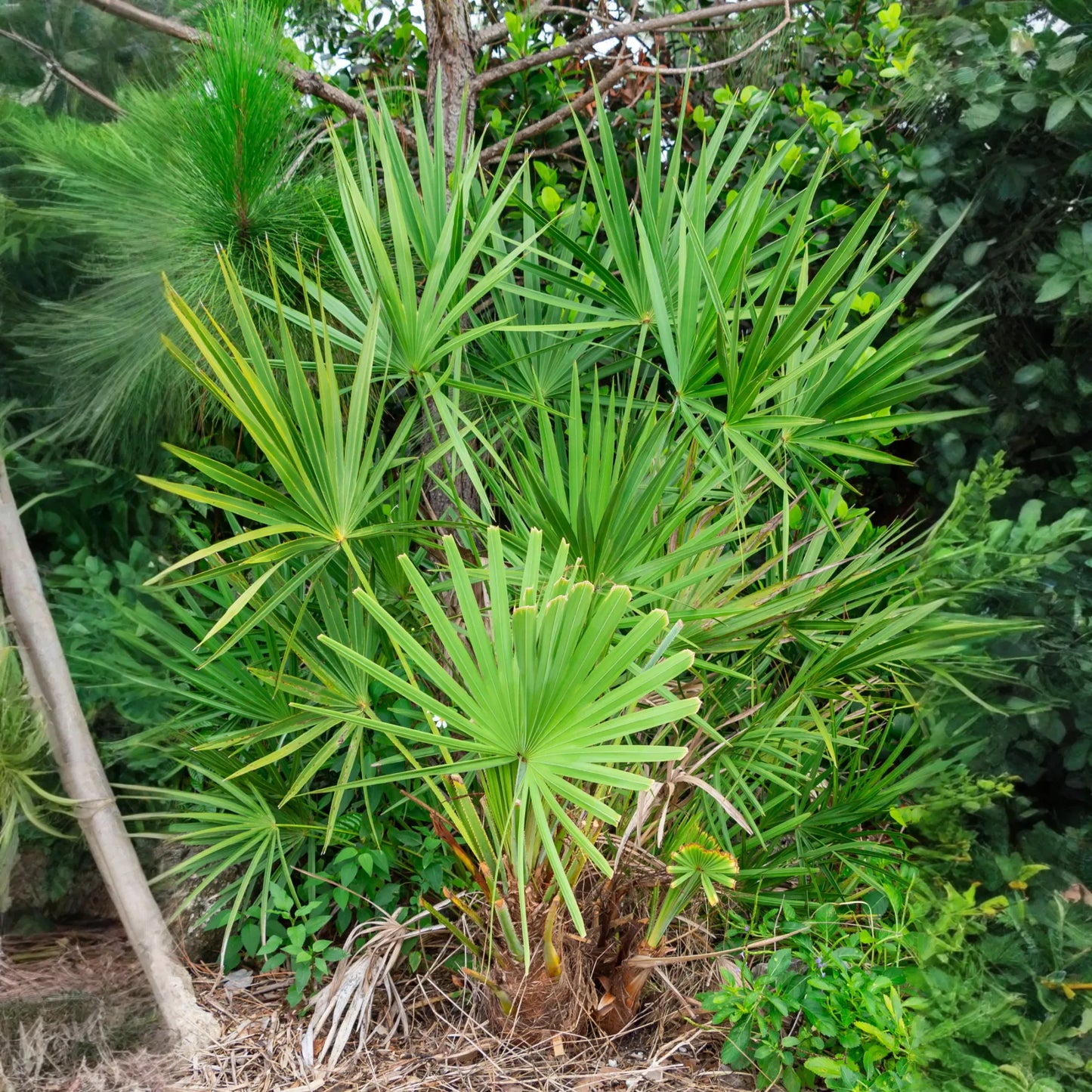 Saw Palmetto (Serenoa repens)