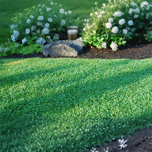 Microclover Natural Alternative Lawn Seed