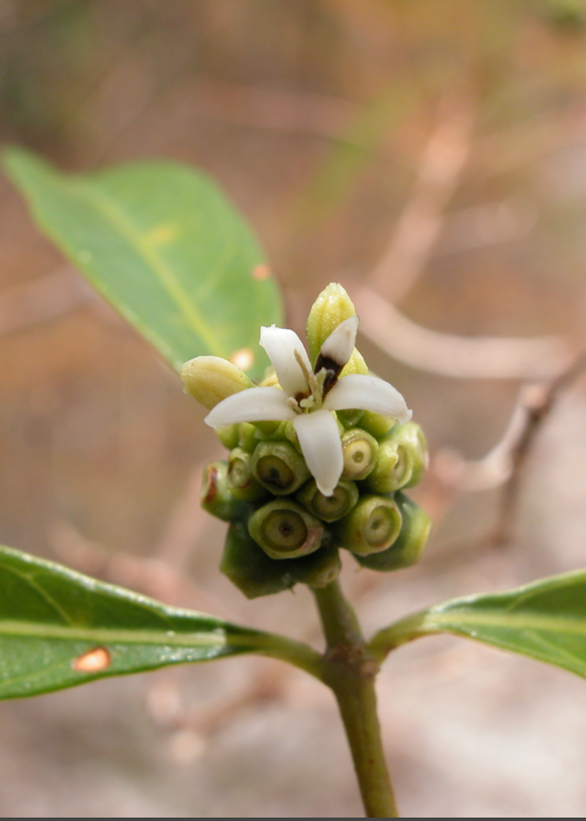 Mouse’s Pineapple (Morinda royoc)