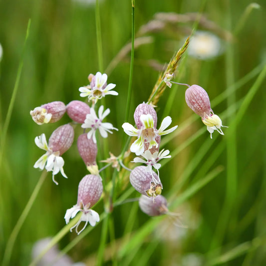 Sculpit (Silene inflata)