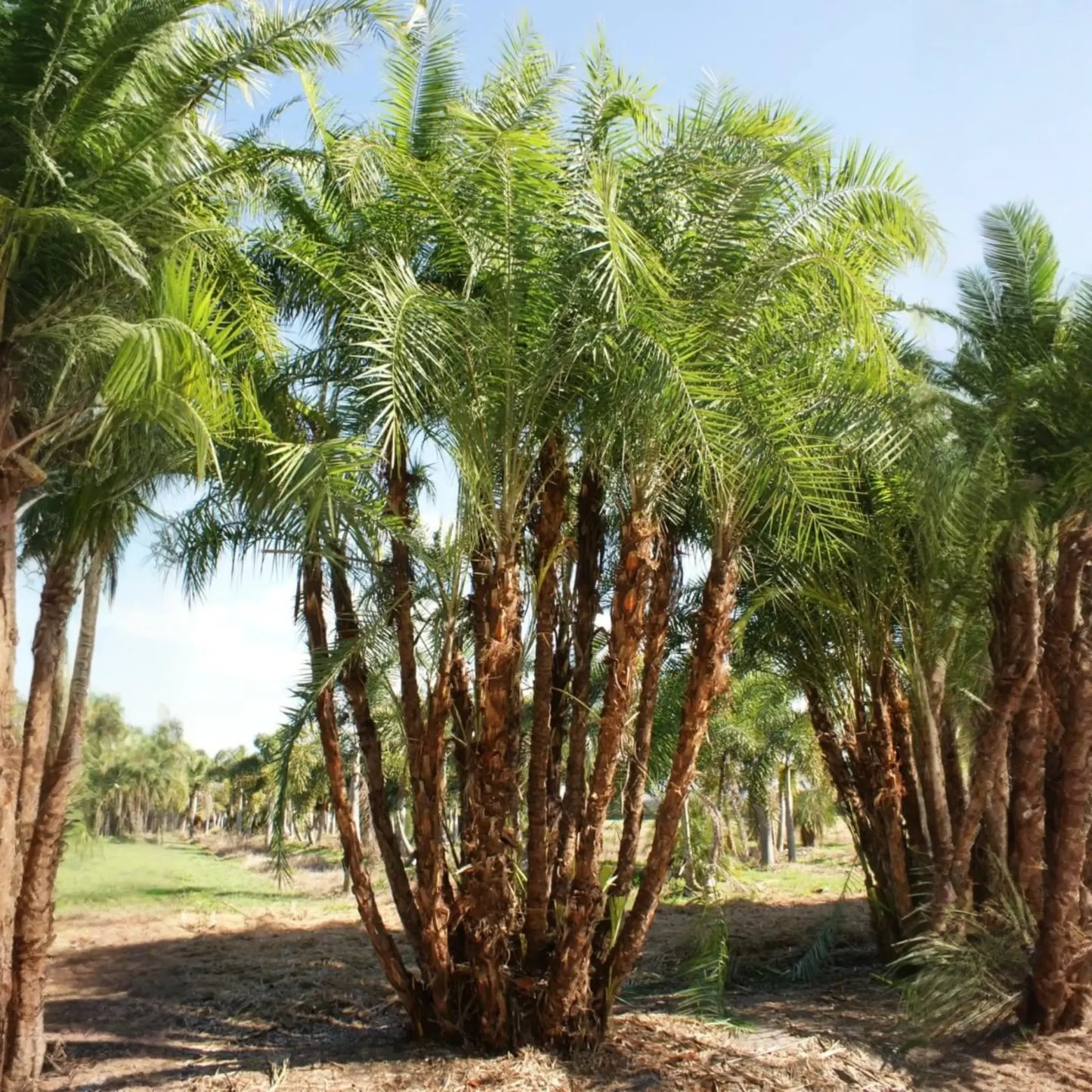 Senegal Date (Phoenix reclinata)