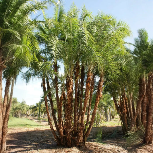 Senegal Date (Phoenix reclinata)