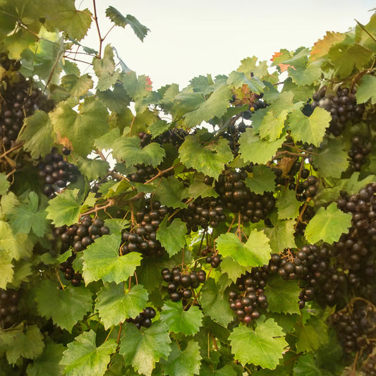 Grape 'Southern Home' (Vitis rotundifolia x Vitis vinifera)