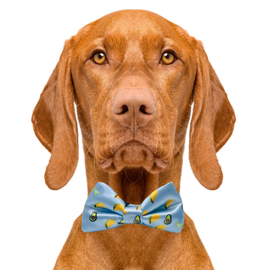 Taco Tuesday Dog Bow Tie