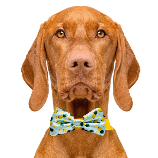 Tropic Like It's Hot Pineapple Dog Bow Tie