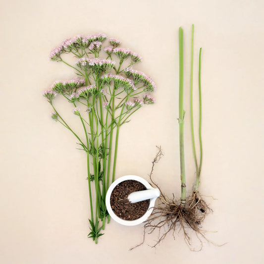 Valerian Root (Valeriana officinalis)