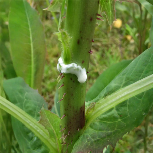 Wild Lettuce (Lactuca virosa)