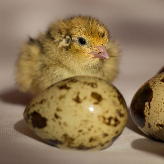 Jumbo Coturnix Quail Eggs for Hatching, Fertile Quail Eggs from Quality Monitored Flocks Birds Reach Jumbo Size Within 10 Weeks