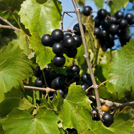 Muscadine Grape 'Alachua' (Vitis rotundifolia)