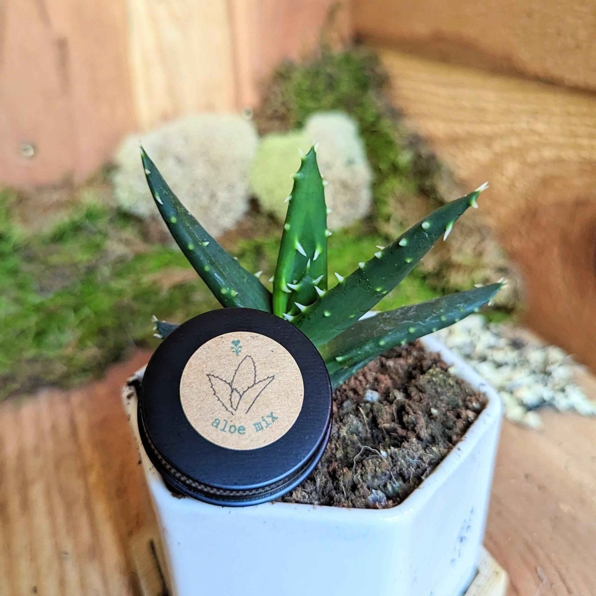 Aloe Mix Seeds