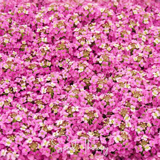 Pink Dwarf Sweet Alyssum – 250 Seeds