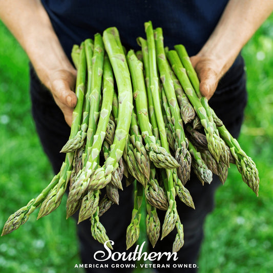 UC157 F2 Asparagus – 50 Seeds