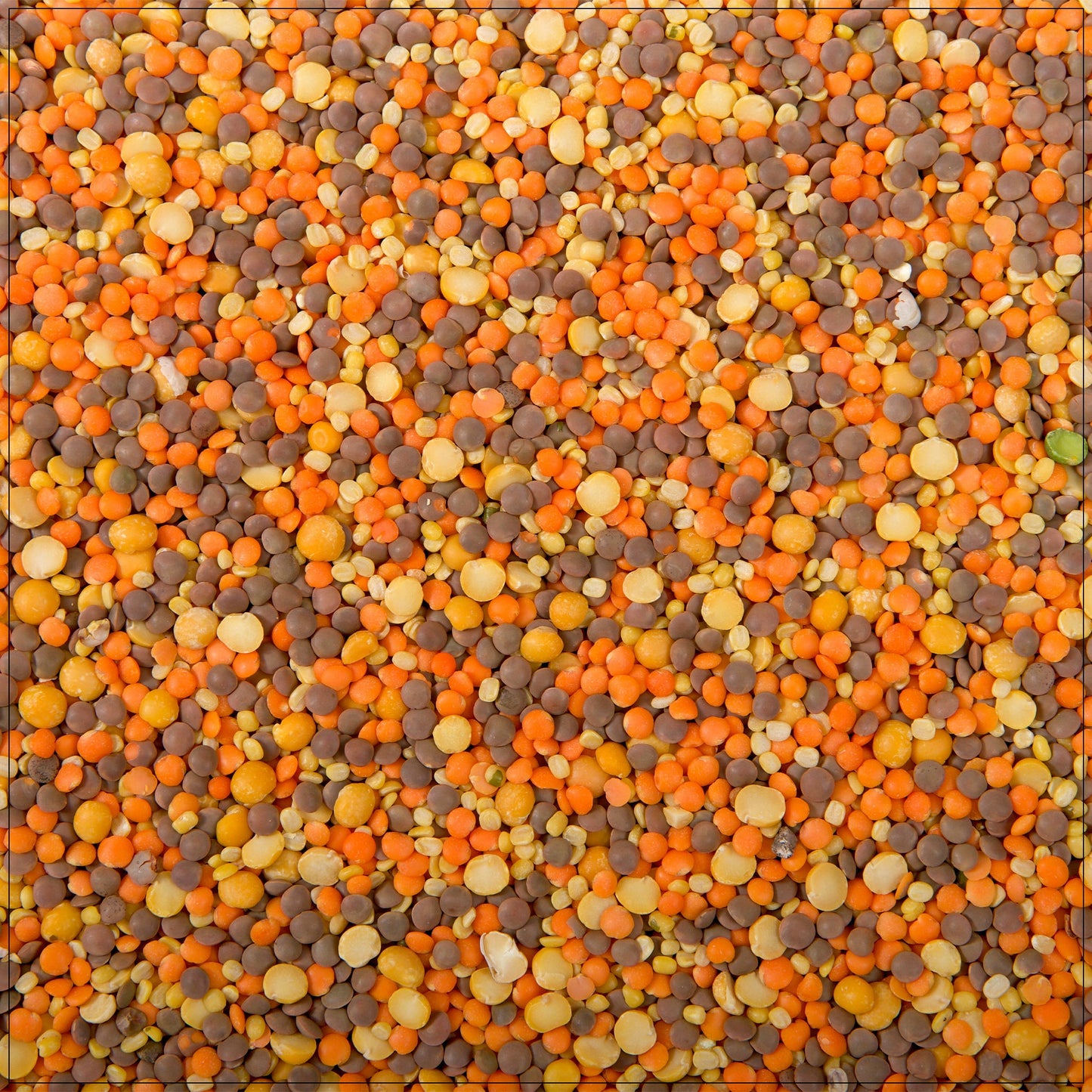 Autumn Blend Lentils