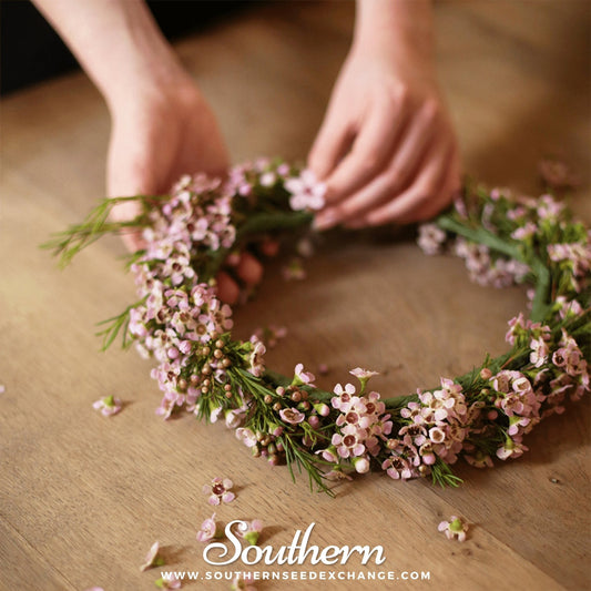 Annual Baby’s Breath (Covenant Garden) – 500 Seeds