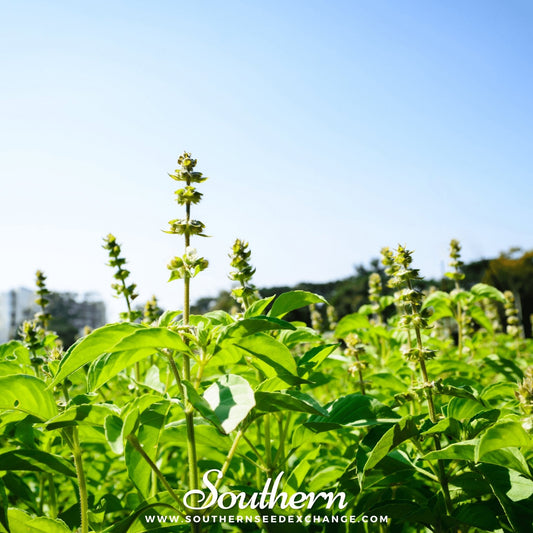 Lemon Basil – 250 Seeds