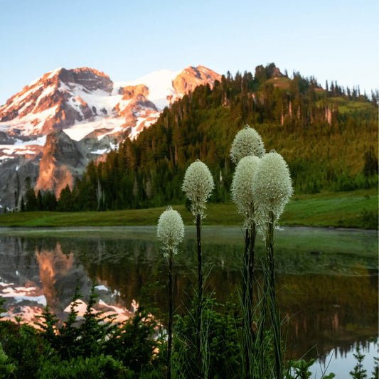 Bear Grass – 50 Seeds