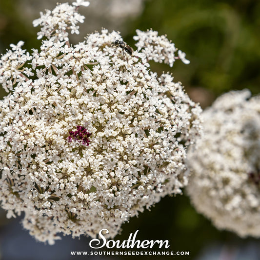 Bishop’s Flower (Wild Carrot) – 500 Seeds