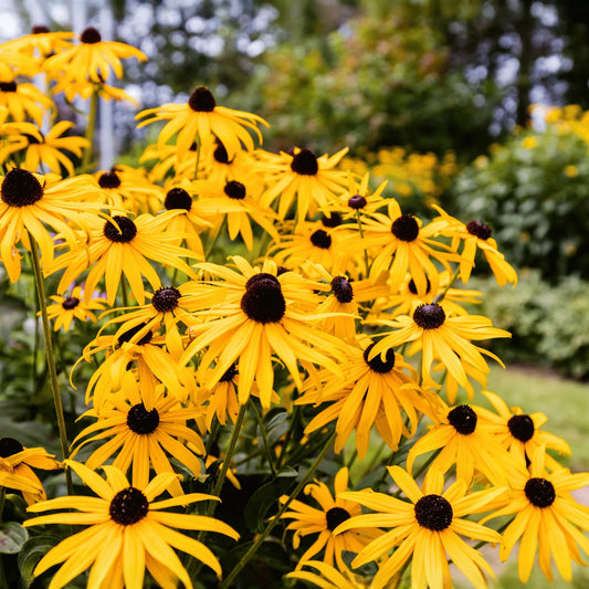 Black Eyed Susans – 100 Seeds