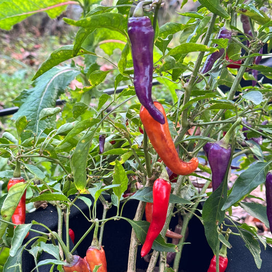 Buena Mulata - Seeds - Bohica Pepper Hut - Little Red General Store