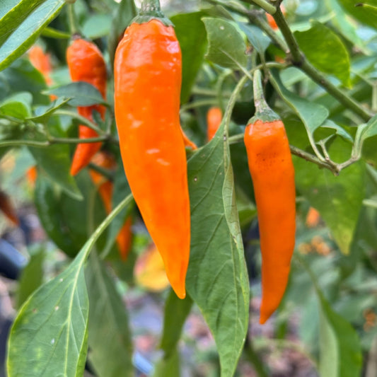 Orange Thai - Seeds - Bohica Pepper Hut - Little Red General Store