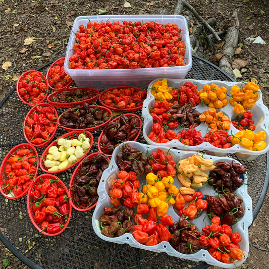 Saturday Market - Fresh Super Hot Peppers - Bohica Pepper Hut - Little Red General Store