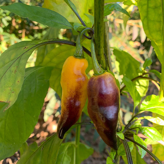 Pimenta Black Bhut - Seeds - Bohica Pepper Hut - Little Red General Store