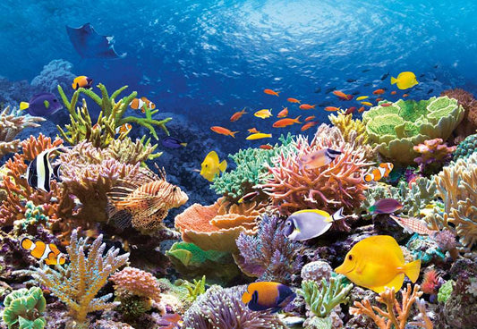 1000 Piece Jigsaw Puzzle, Coral Reef Fishes, Sealife, Ocean, Adult Puzzle, Castorland C - 101511 - 2 - Bridge Toys - Premium Jigsaw Puzzles - Little Red General Store