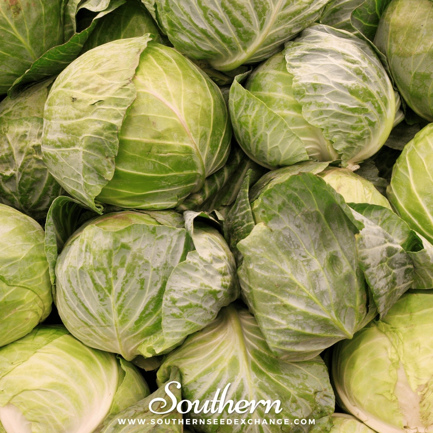 Golden Acre Cabbage – 200 Seeds