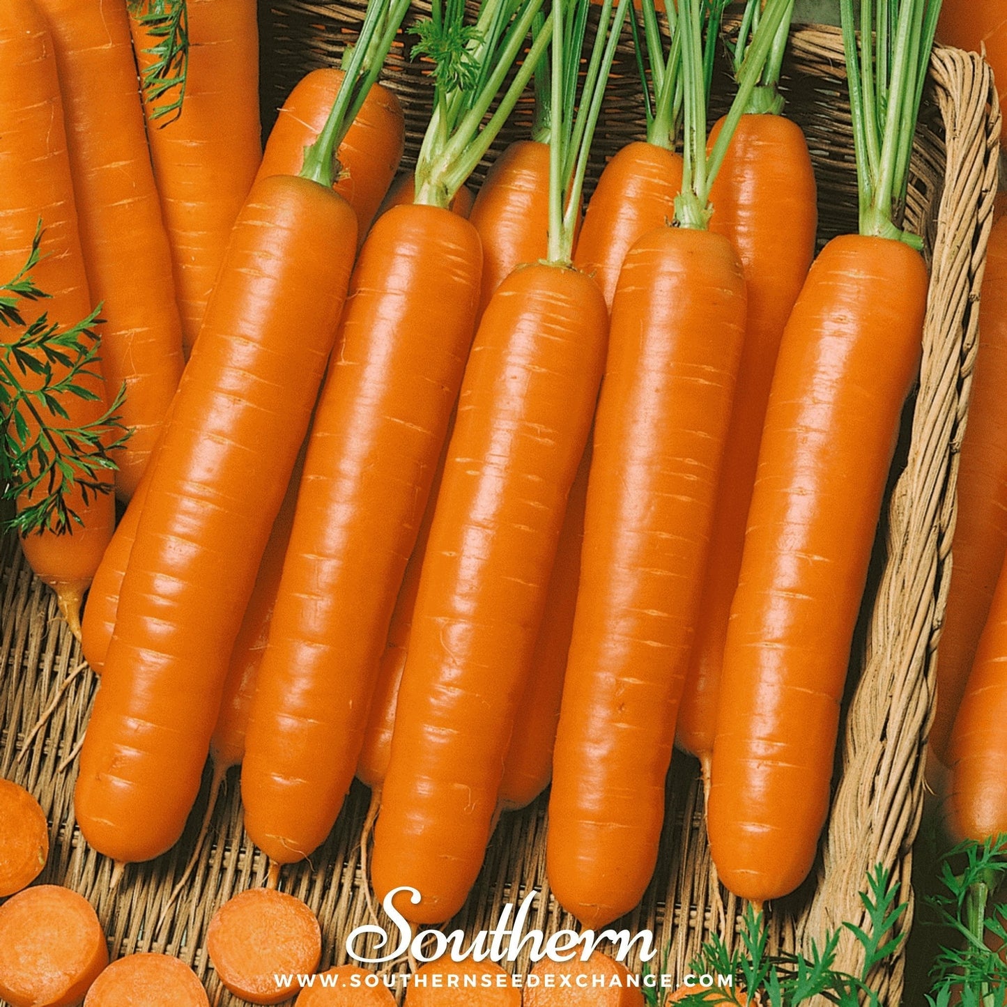 Little Finger Carrot – 250 Seeds