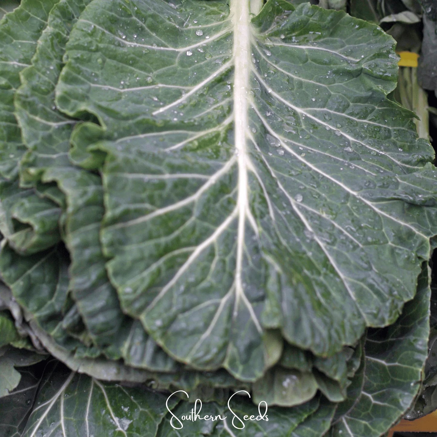 Georgia Collard Greens – 100 Seeds