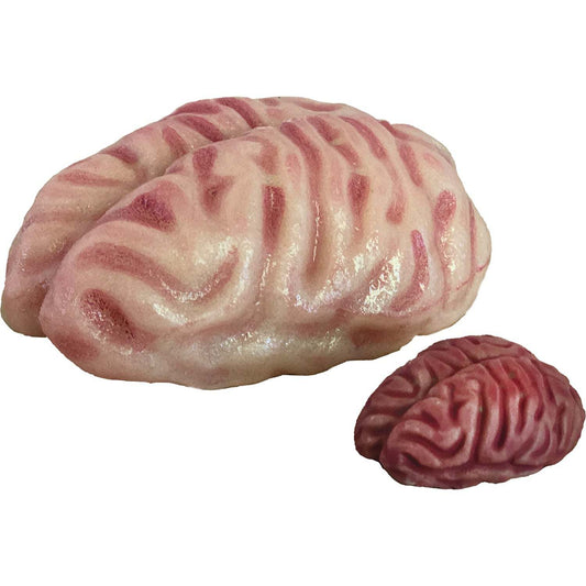 Growing Super Absorbent Brain | Your Brain will Grow Humongous | Just Add to Water