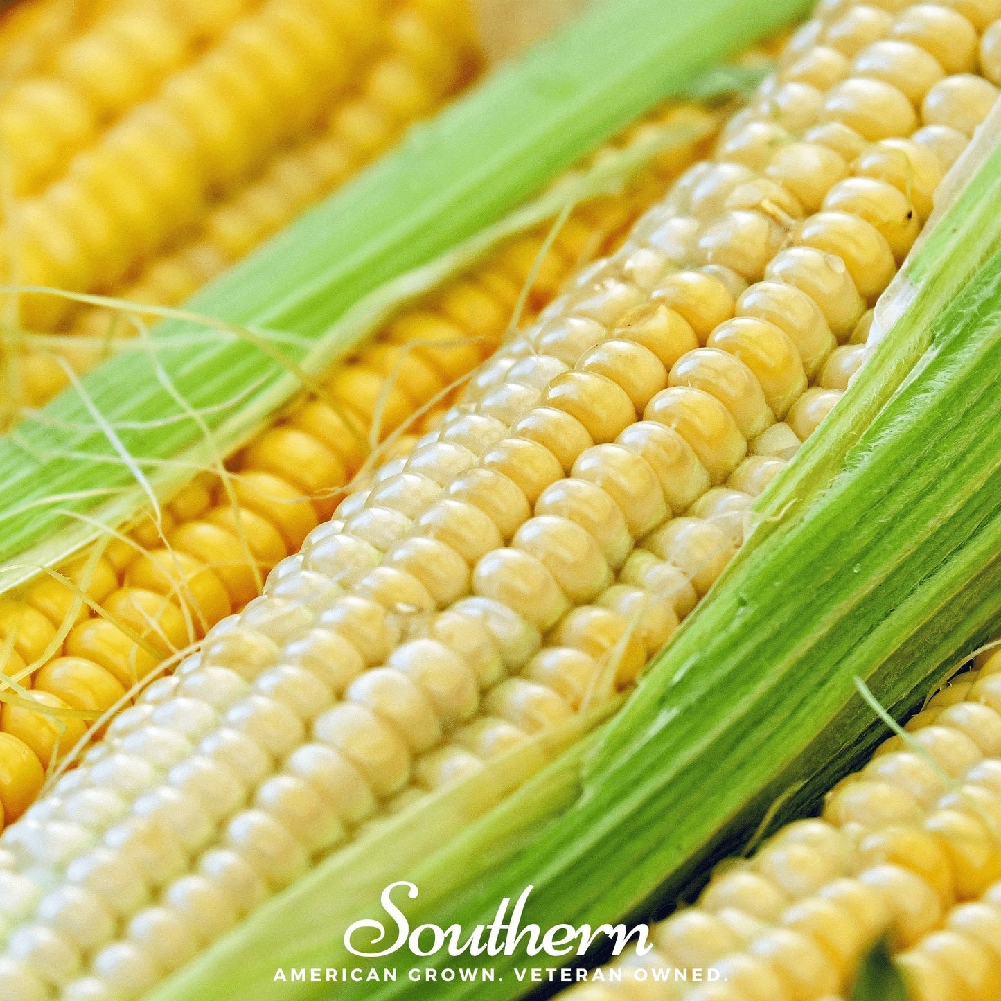 Bodacious Corn – 60 Seeds