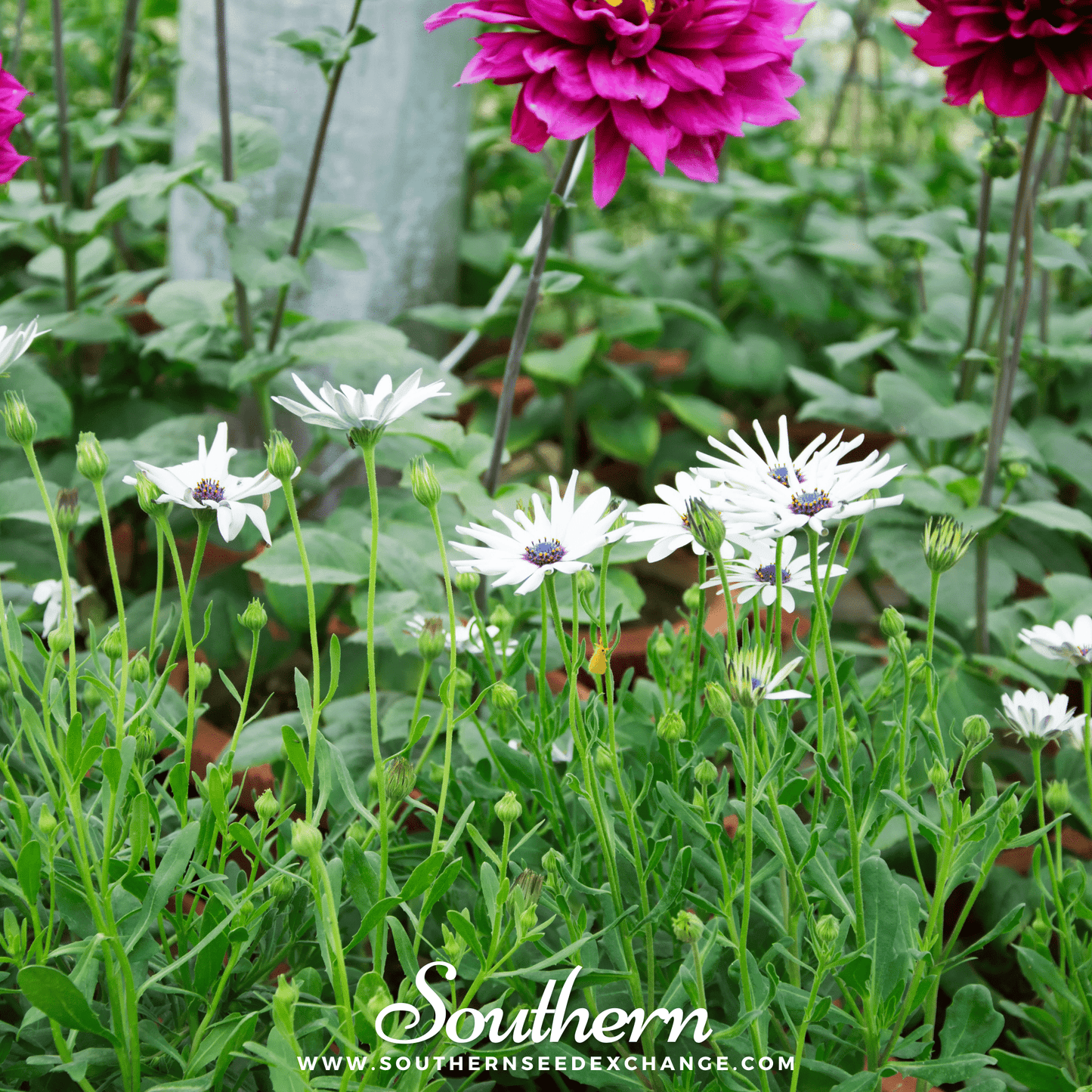 African White Daisy – 25 Seeds