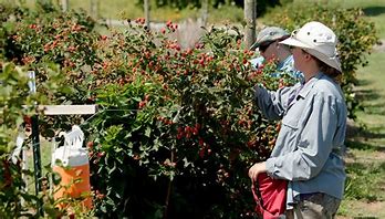 Blackberry, Thorn-free 'Sweet-Ark® Immaculate™' (12-18 inch bare root plant)