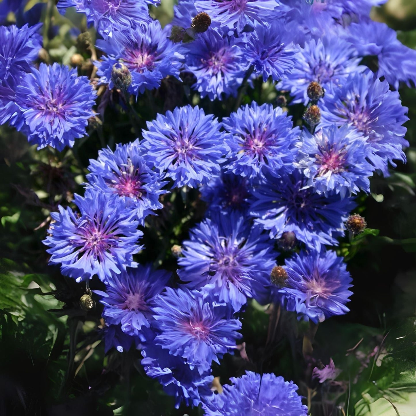 Wildflower Seed Mix - 200+ Seeds - All Blue Blend - Stunning All Blues - Perfect for Pollinators and Gardens