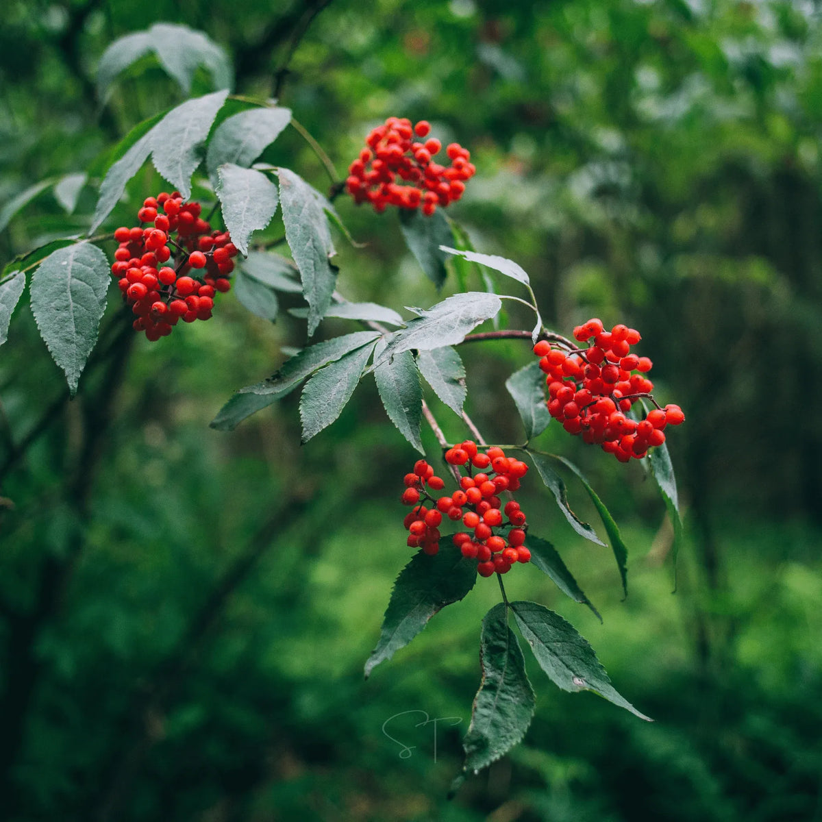Elderberry Seed Collection (American Black • Red • Blue)