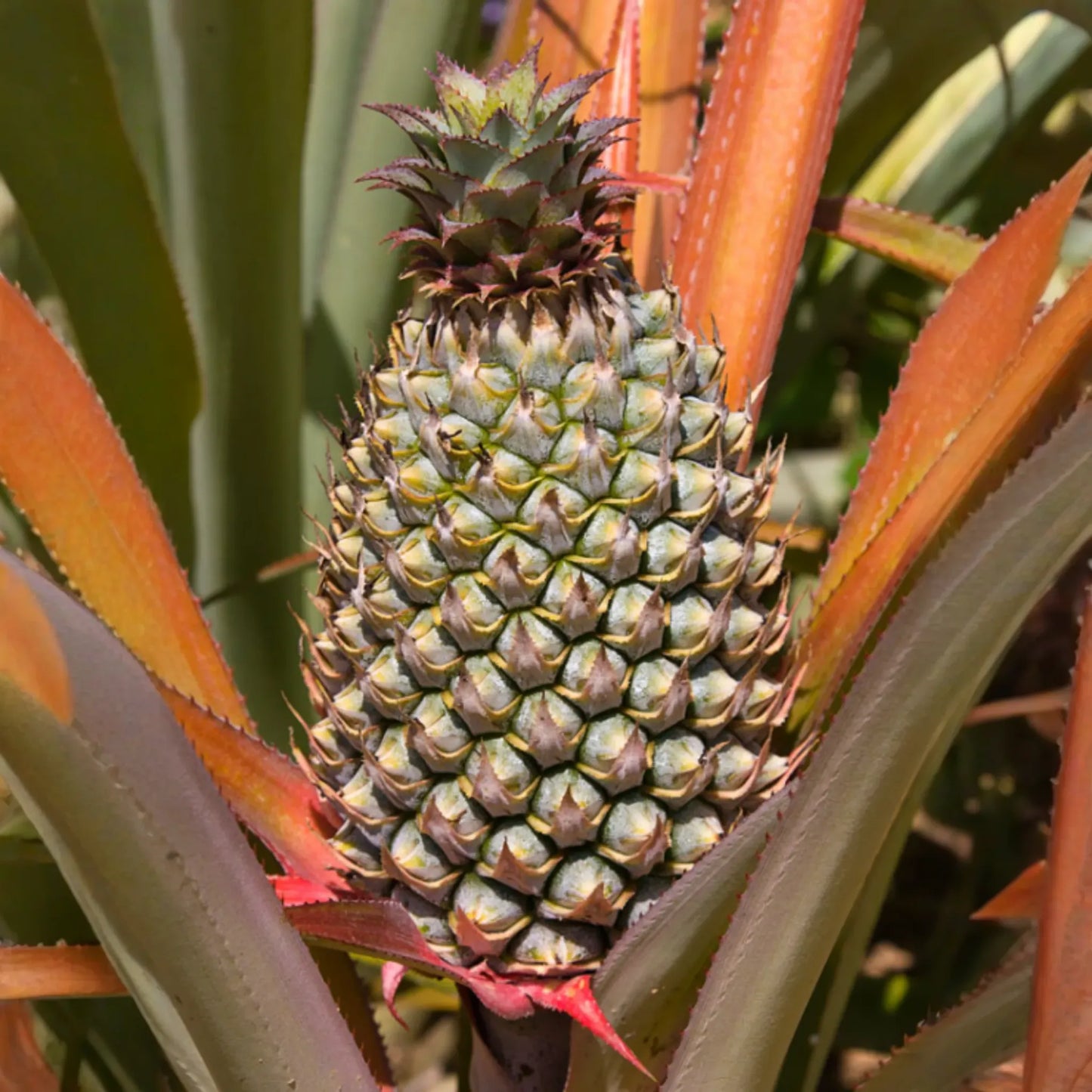 Pineapple 'Florida Special' (Ananas comosus)